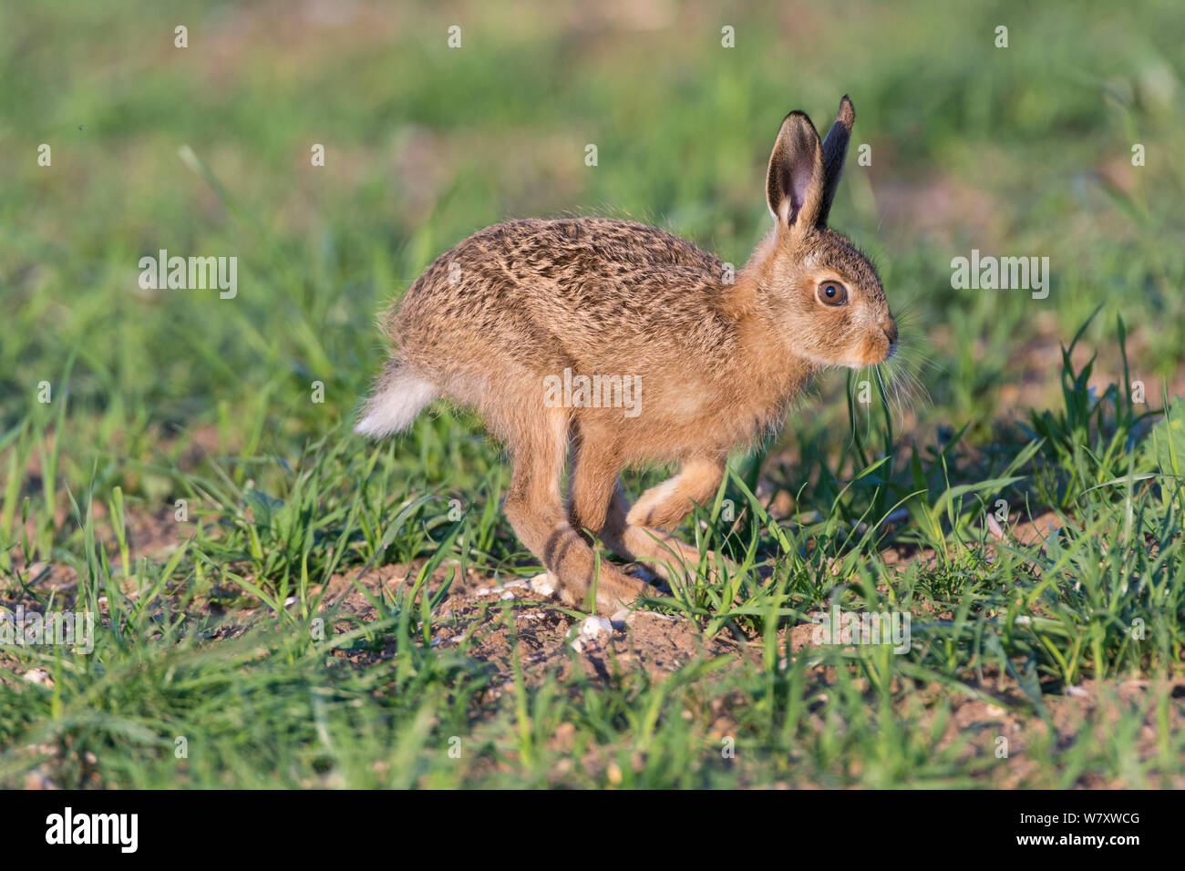 Europäische hare (Lepus europaeus) leveret läuft, England, Juni. Stockfoto