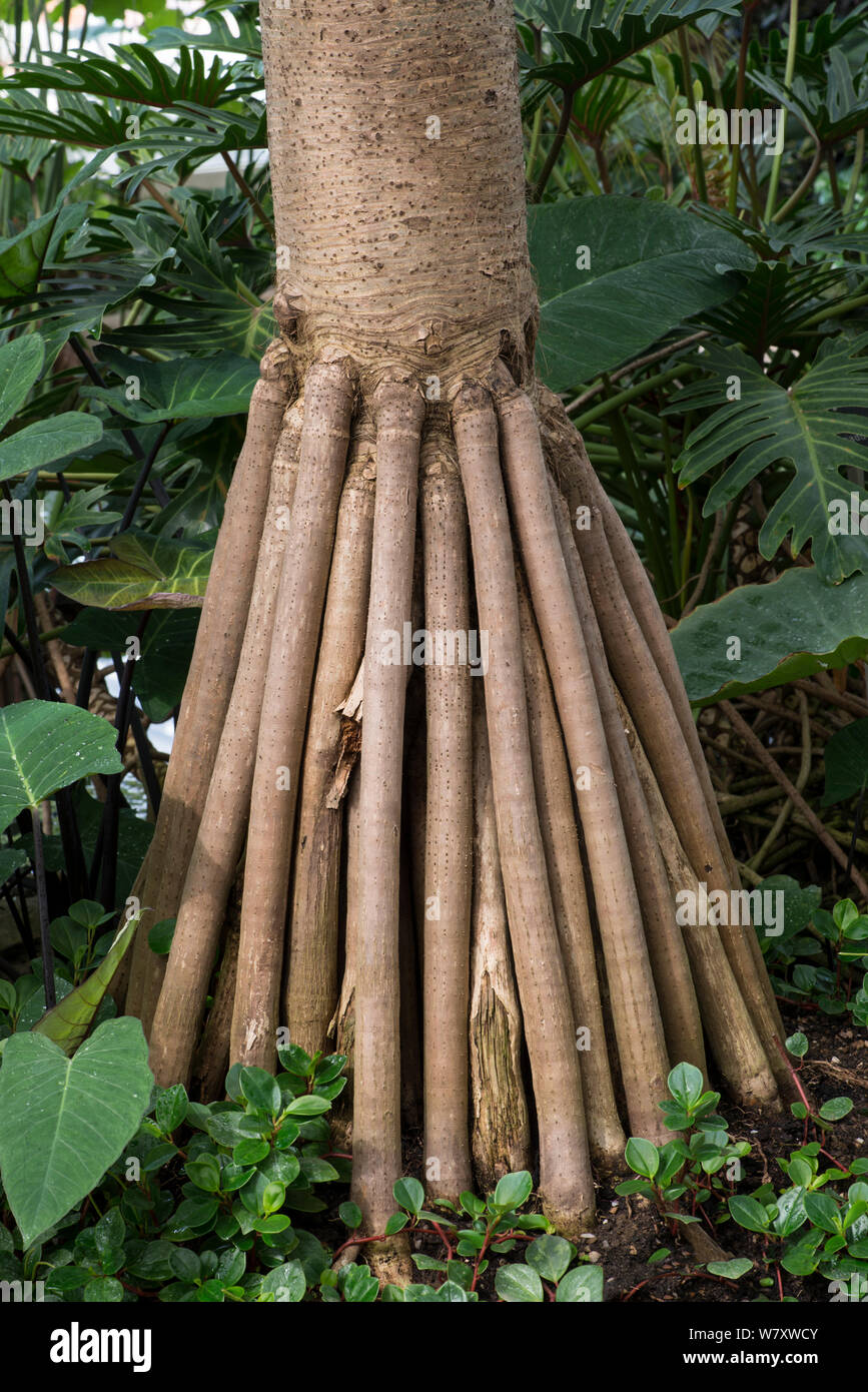 Gemeinsame screwpine (Pandanus utilis) prop Wurzeln. Tritt in Madagaskar, Mauritius und die Seychellen. Stockfoto
