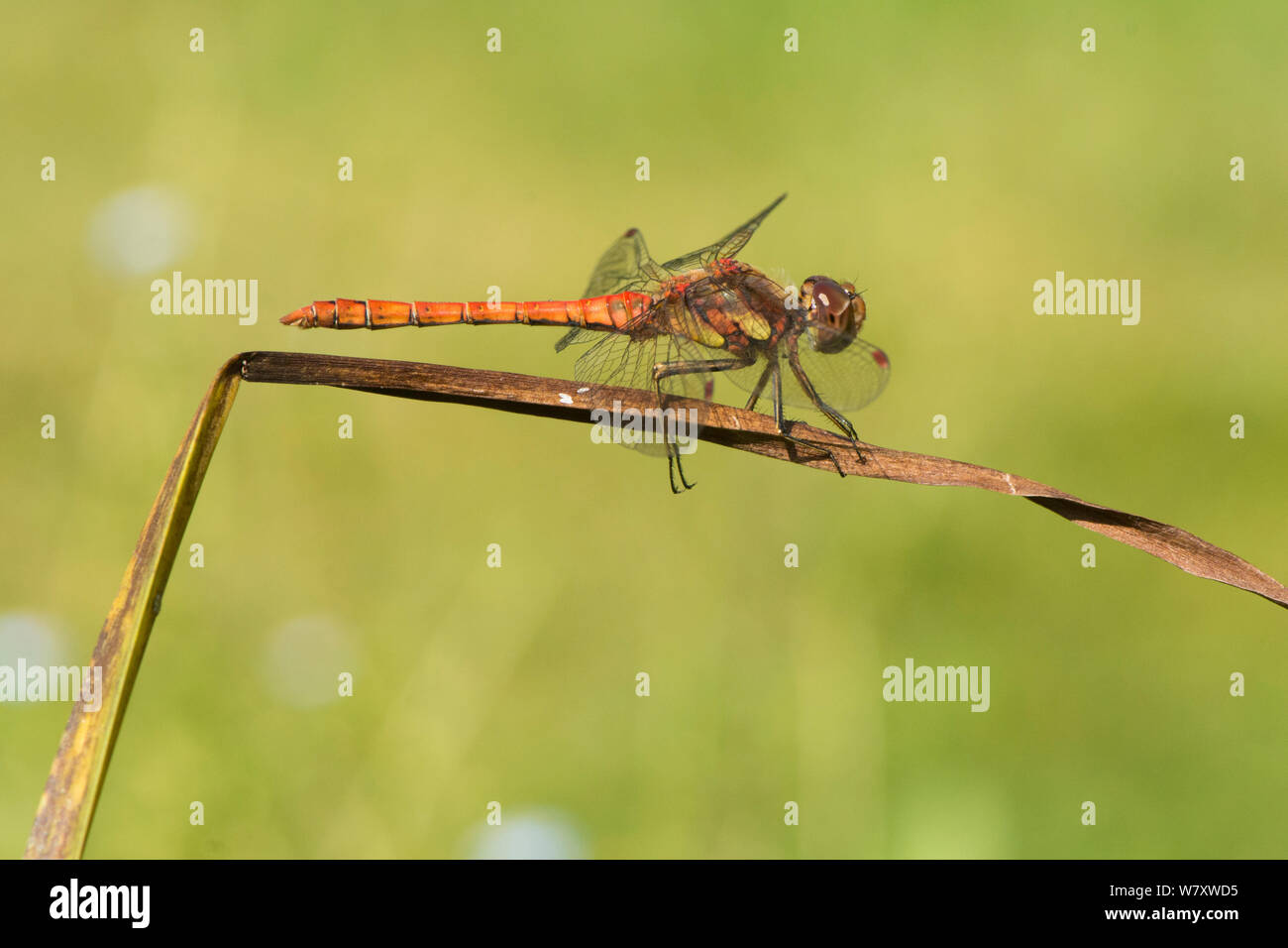 Gemeinsame Darter libelle, Sympetrum striolatum, männlich, red Dragonfly Ruhestätte hocken auf dem Rush Stammzellen über Teich, Sussex, UK, Juli Stockfoto