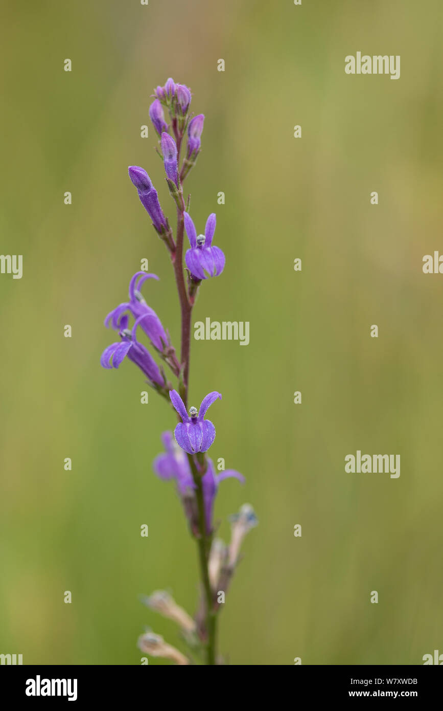Heide lobelia (Lobelia Urens) Blühende, eine sehr seltene Pflanze in Großbritannien. Devon, England, Juli. Stockfoto