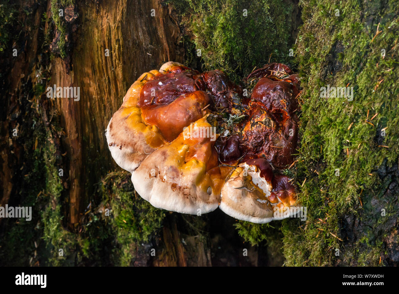 Polypore aka Baumpilzen, oder Regal Pilze, wachsen auf Baumstumpf bei Denny Creek Trail zu Melakwa Lake, North Cascades, Washington State, USA Stockfoto