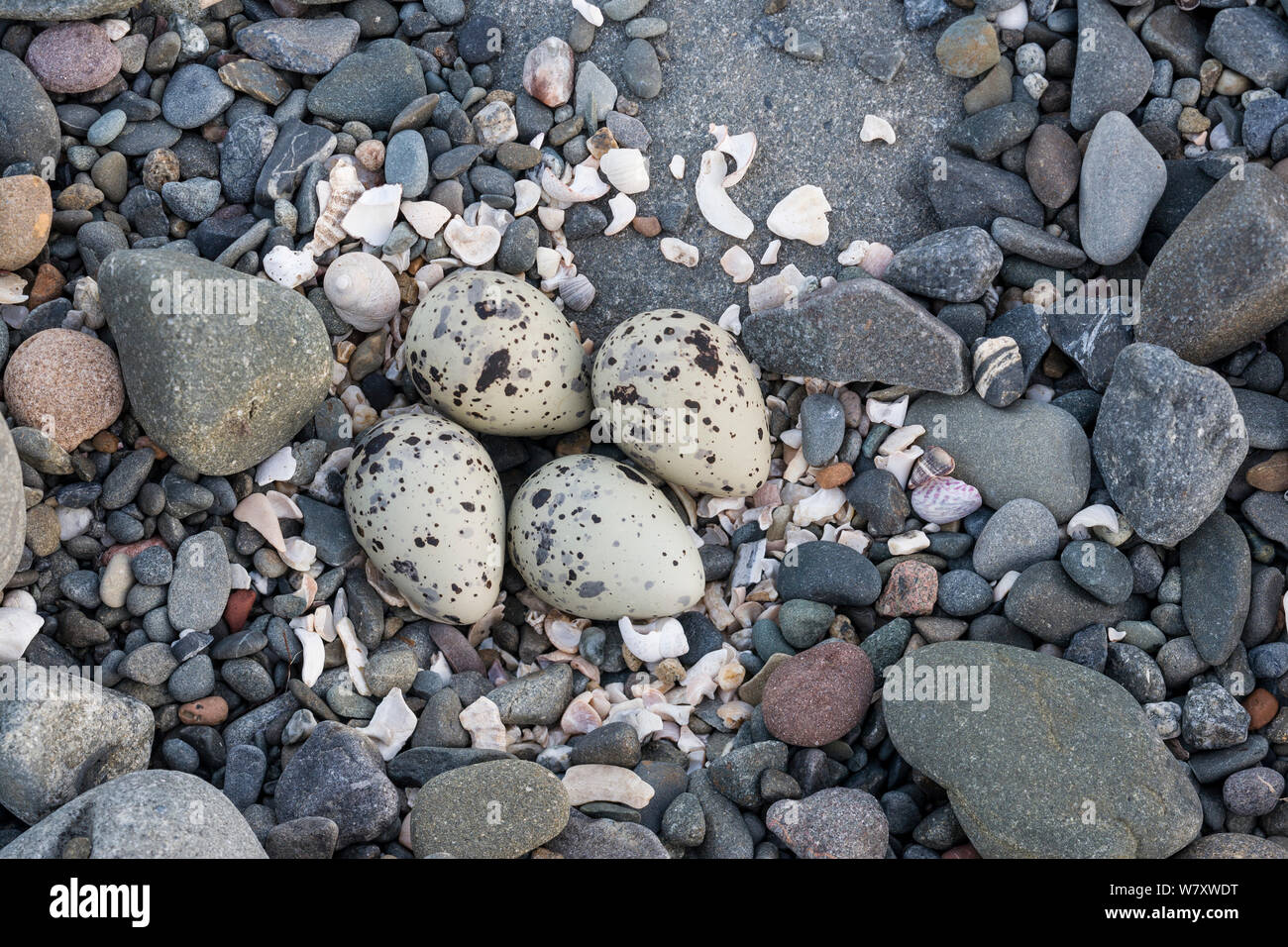 Austernfischer (Haematopus ostralegus) Eier in verlassenen Nest, Dumfries und Galloway, Schottland, Juni. Stockfoto