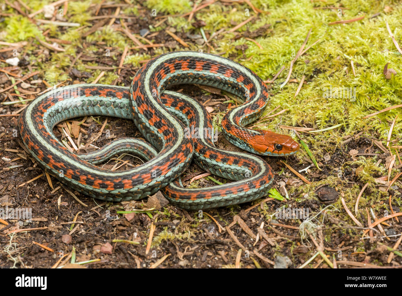 Red beidseitig Garter Snake (Thamnophis sirtalis infernalis) Point Reyes, Kalifornien, USA, April. Stockfoto