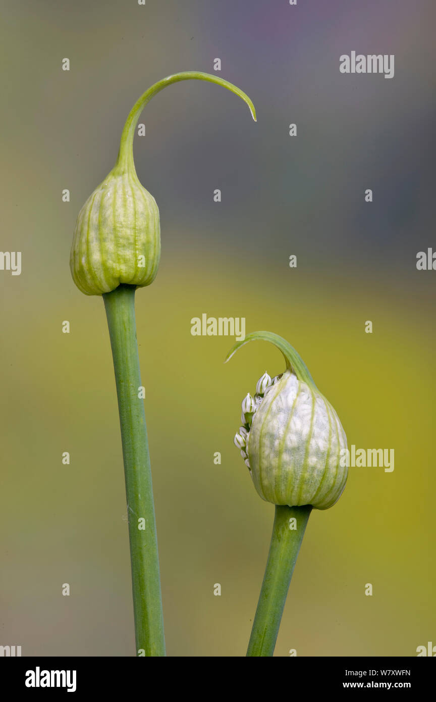 Zwiebel Blume (Allium ascalonicum) im Garten. Stockfoto
