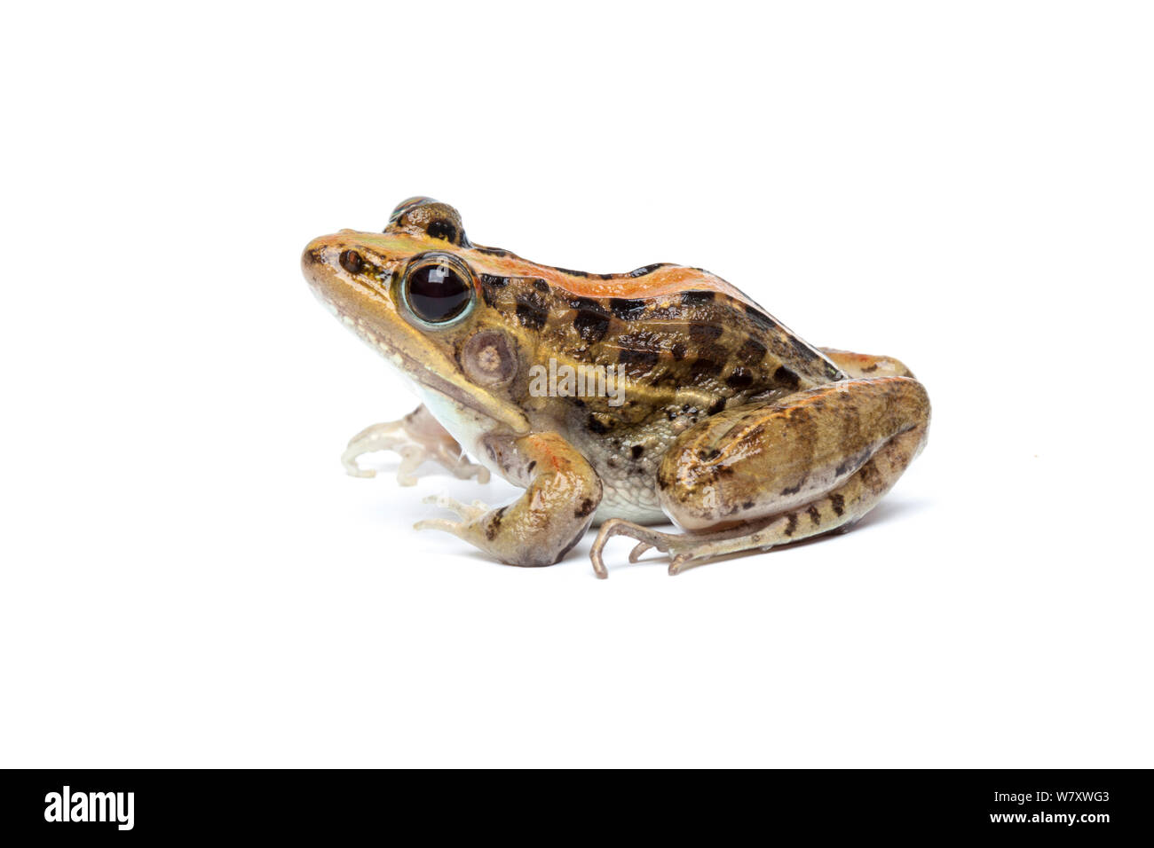 Maskarenen Grasfrosch (Ptychadena mascareniensis) auf weißem Hintergrund, Madagaskar. Stockfoto