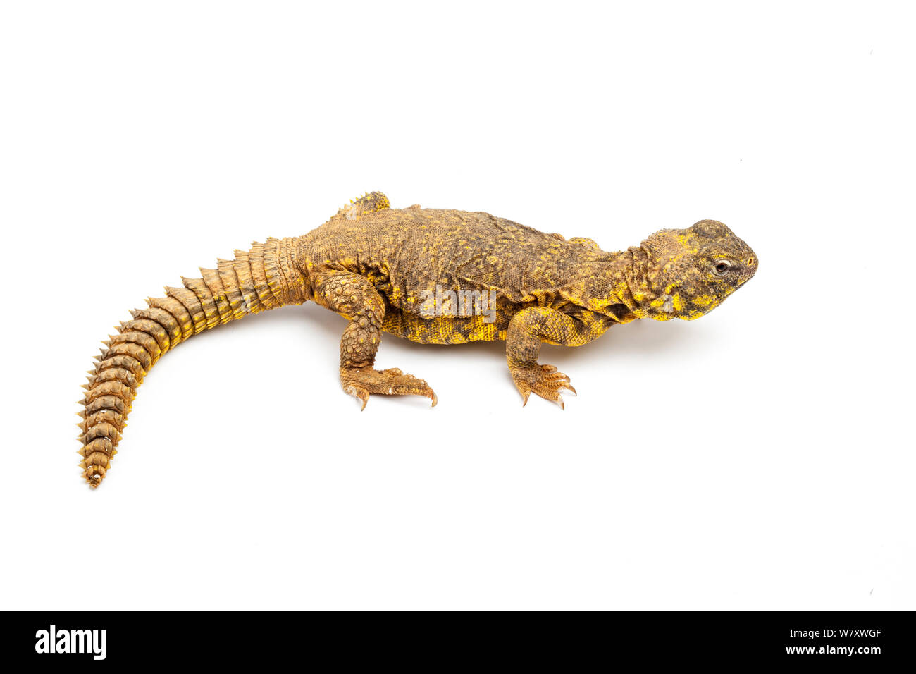 Sahara oder Geyr &#39;s dab Lizard (Uromastyx geyri) auf weißem Hintergrund, Captive aus Algerien, Mali und Niger. Stockfoto