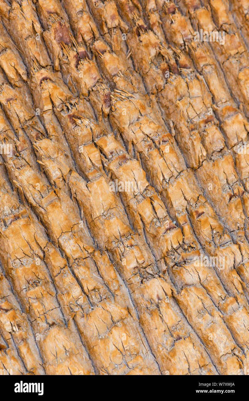 Rinde der Wüste Fan Palm (Washingtonia filifera), Kalifornien, USA, Mai. Stockfoto