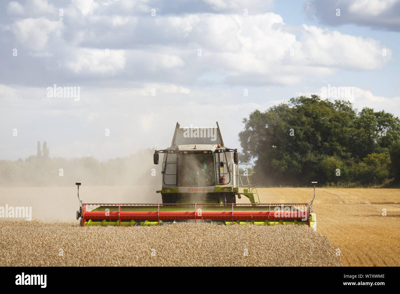 Buckingham, Großbritannien - 19 August 2014. Feldhäcksler ernten Weizen in einem Feld im englischen Landschaft kombinieren Stockfoto