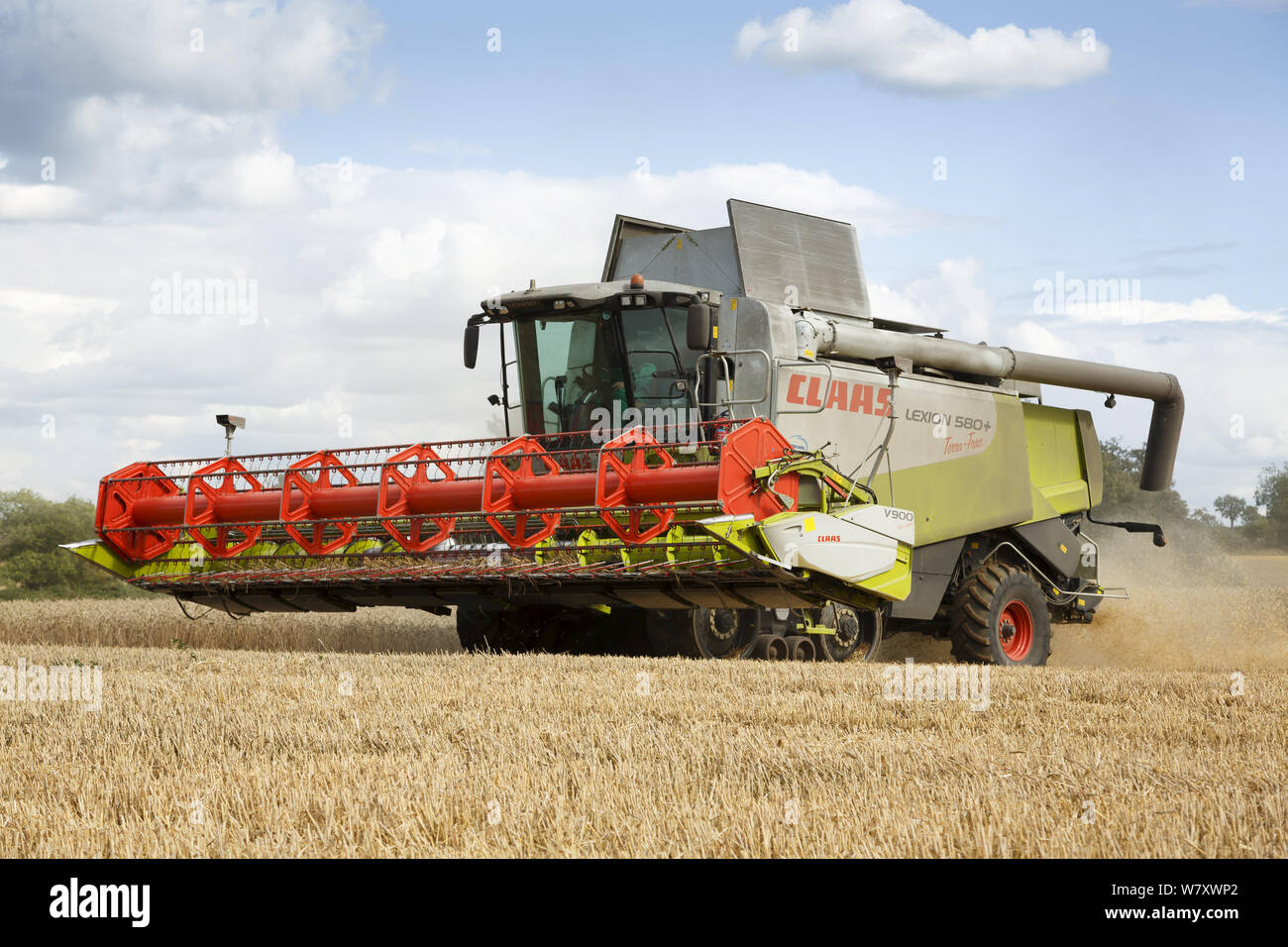 Buckingham, Großbritannien - 19 August 2014. Claas Lexion Mähdrescher ernten Weizen in einem Bereich, in Buckinghamshire UK Stockfoto