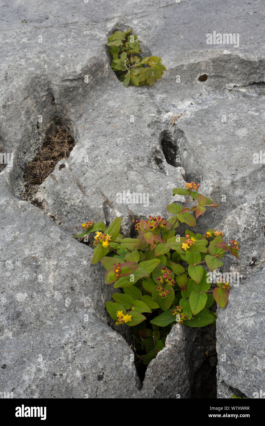 Tutsan (Hypericum androsaemum) wachsende auf Kalkstein Bürgersteig, Gait Barrows, Lancashire, England, Großbritannien, Juli. Stockfoto