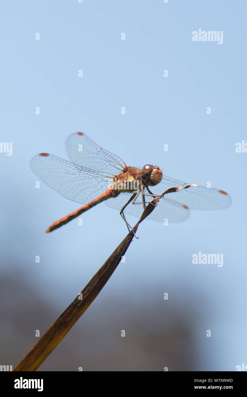 Gemeinsame Darter libelle, Sympetrum striolatum, männlich, red Dragonfly Ruhestätte hocken auf dem Rush Stammzellen über Teich, Sussex, UK, Juli Stockfoto