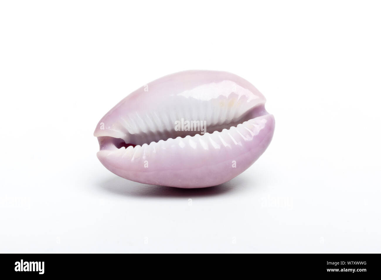 Poröse poraria Cypraea cowrie () Shell auf weißem Hintergrund. Stockfoto