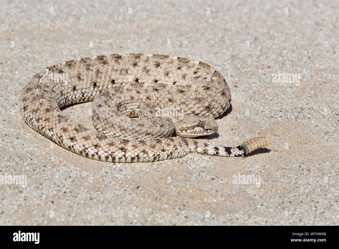 Sidewinder (Crotalus cerastes) Anza-Borrego Desert, Kalifornien, USA, Mai. Stockfoto
