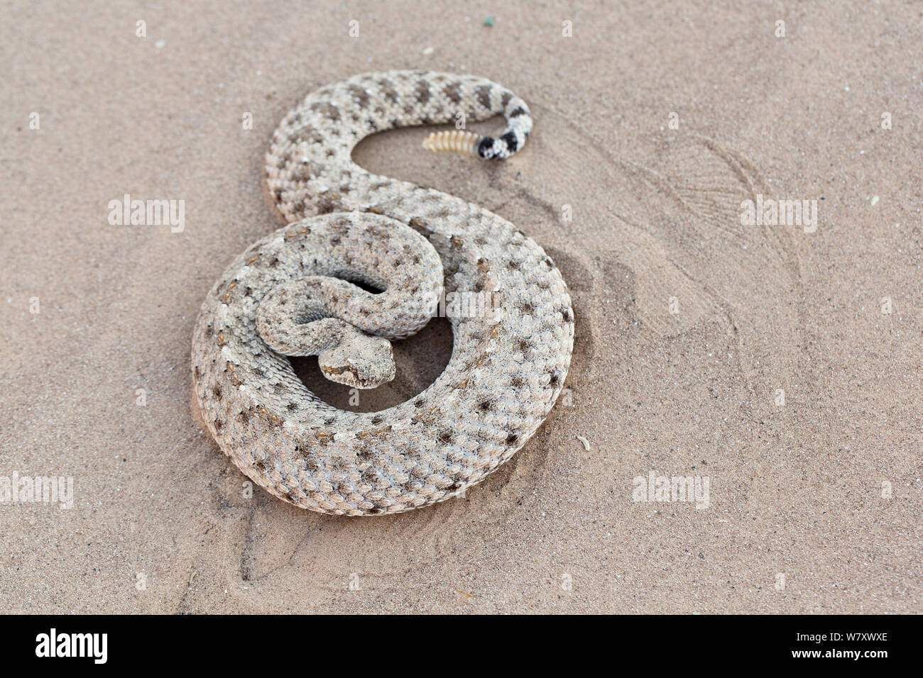 Sidewinder (Crotalus) cerstastes Anza-Borrego Desert, Kalifornien, USA, Mai. Stockfoto