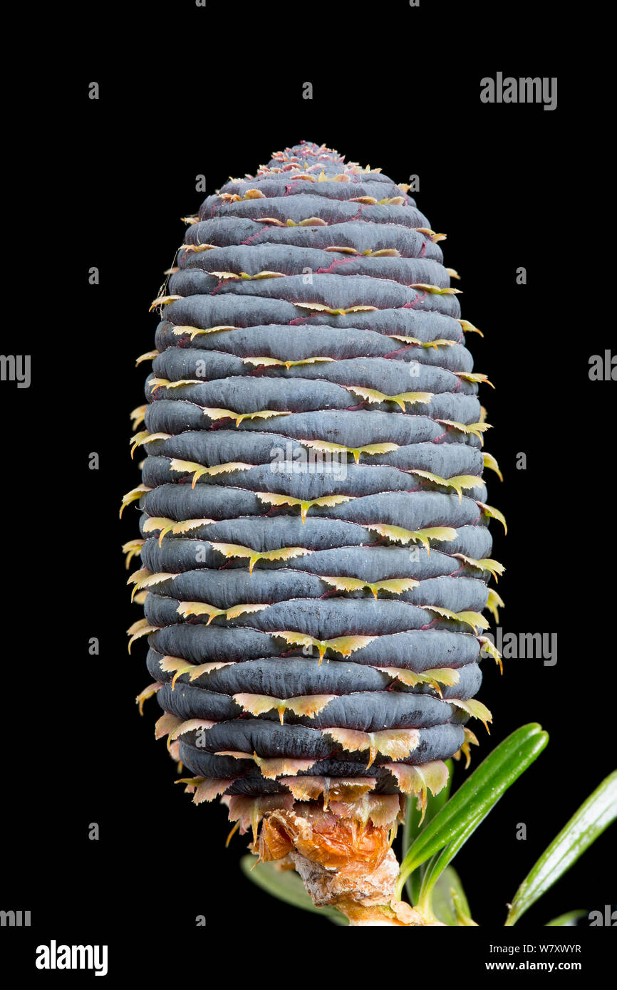 Kegel des Koreanischen Tanne (Abies koreana) angebaut. Stockfoto