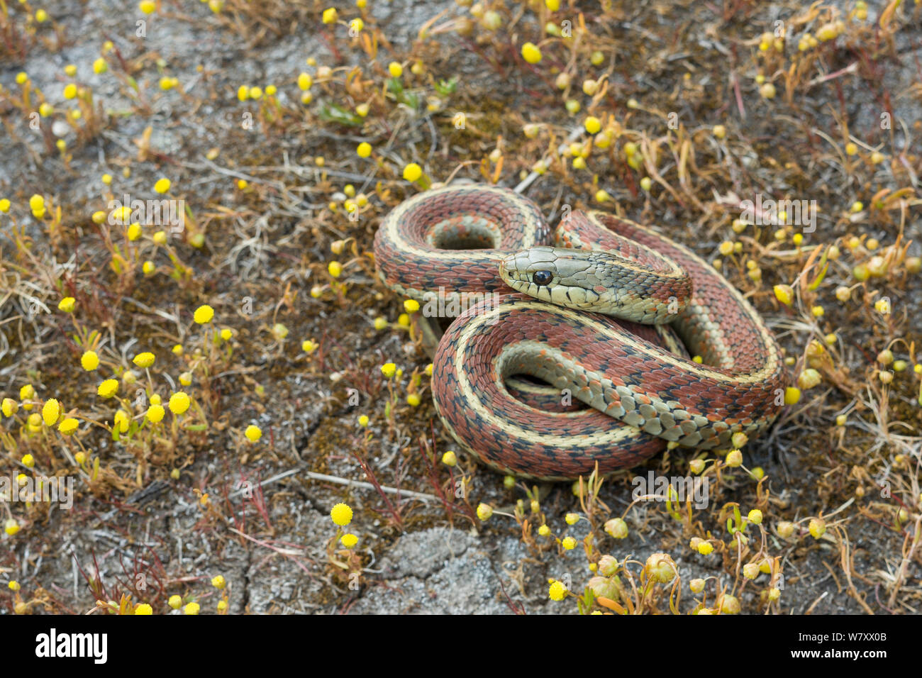 Küste Garter Snake (Thamnophis elegans terrestris) Point Reyes, Kalifornien, USA, April. Stockfoto