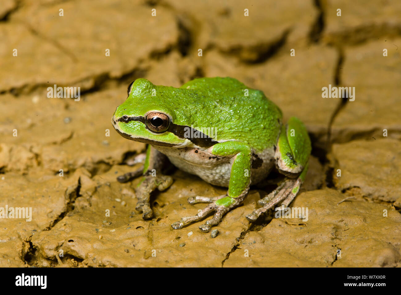 Pacific Tree Frog oder Pacific Chorus Frosch (Pseudacris regilla) Golden Bluffs, Kalifornien, USA, April. Stockfoto