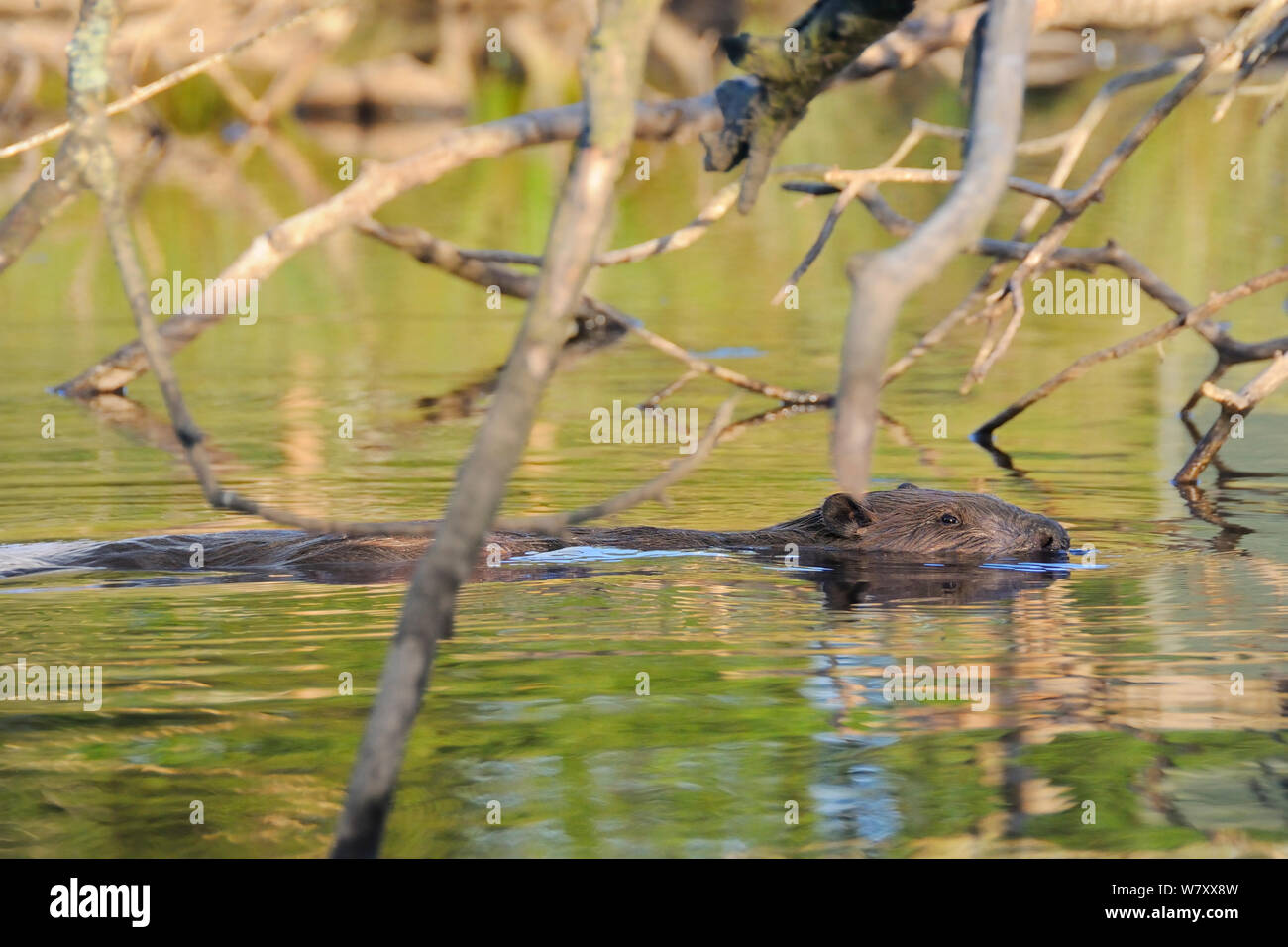Eurasischen Biber (Castor Fiber) Erwachsenen Schwimmen unter gefällten Bäumen in einem Teich durch eine biberfamilie Erstellt von Dämmen einen Stream in einer Waldlandschaft, Gehäuse, kurz vor Sonnenuntergang im Hochsommer, Devon, UK, Juni aktiv. Stockfoto