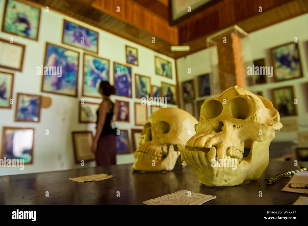 Camp Leakey Information Center, mit Orang-utan (Pongo pygmaeus) und einen menschlichen Schädel nebeneinander, Tanjung Puting Nationalpark, Borneo-Kalimatan, Indonesien. Stockfoto