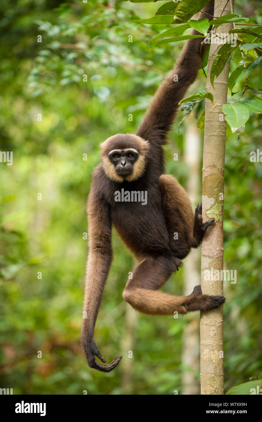 Agile Gibbon (Hylobates agilis) im Tanjung Puting Nationalpark, Borneo-Kalimatan, Indonesien. Stockfoto