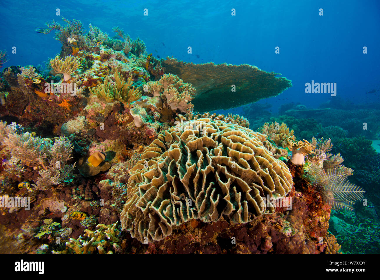 Mischung aus Korallen auf Korallenriff, Komodo National Park, Indonesia. Stockfoto