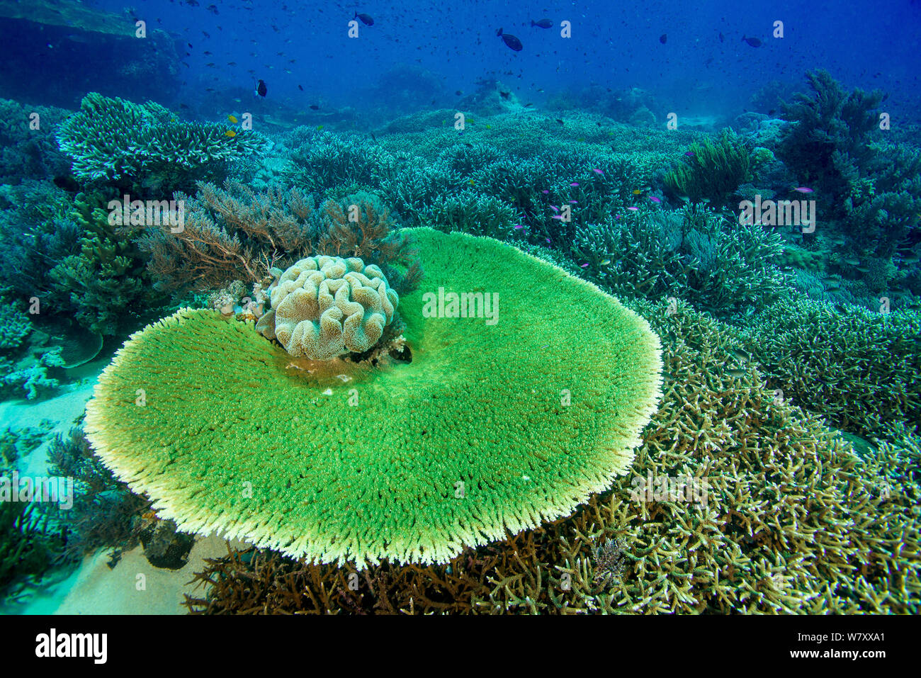 Coral Tabelle (scleractinia) Komodo National Park, Indonesia. Stockfoto