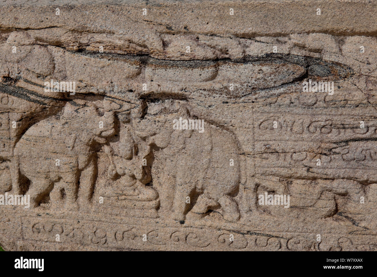 Elefanten im alten Blättern carving, polonnaruwa dargestellt, Sri Lanka. Stockfoto