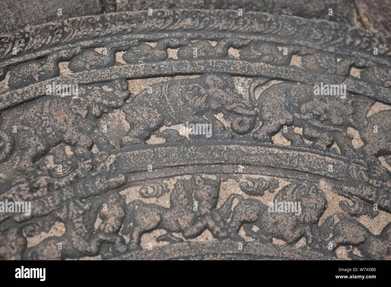 Elefanten und Pferde in Mond geschnitzten Stein oder &#39; Sandakada pahana&#39; (eine halbkreisförmige Steinplatte an den Eingängen) Polonnaruwa, Sri Lanka. Stockfoto