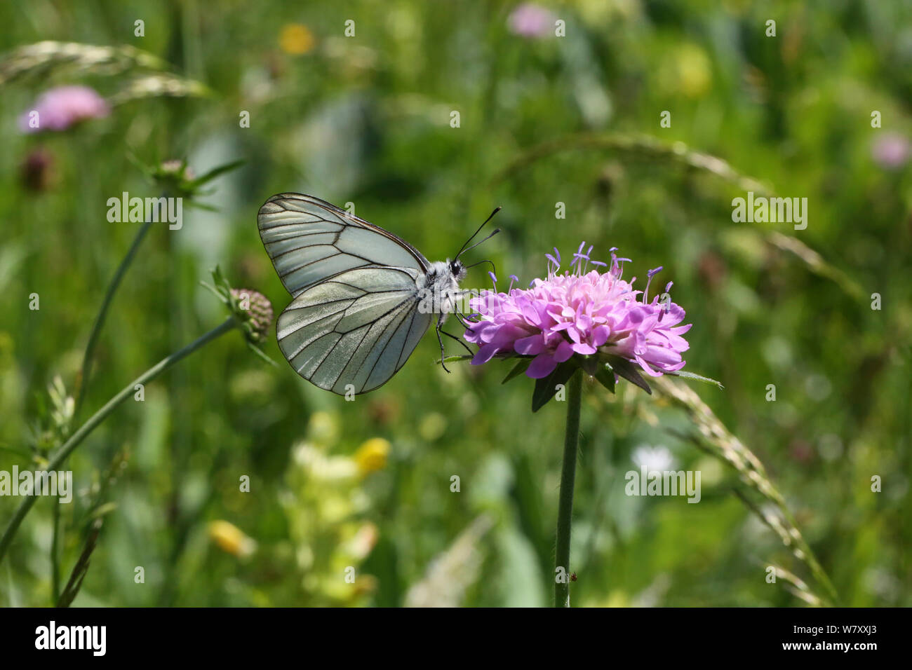 Schwarz geäderten weiß Schmetterling (Aporie crataegi) auf Feld-witwenblume (Knautia arvensis) Blüte, Frankreich, Juli. Stockfoto