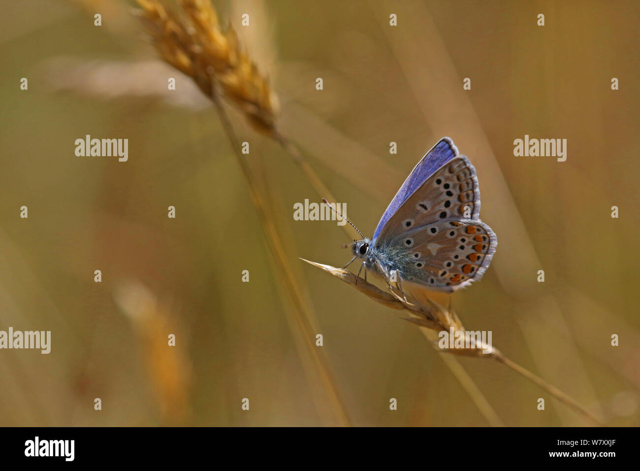 Gemeinsame blauer Schmetterling (Polyommatus icarus) männlich. Surrey, England, August. Stockfoto