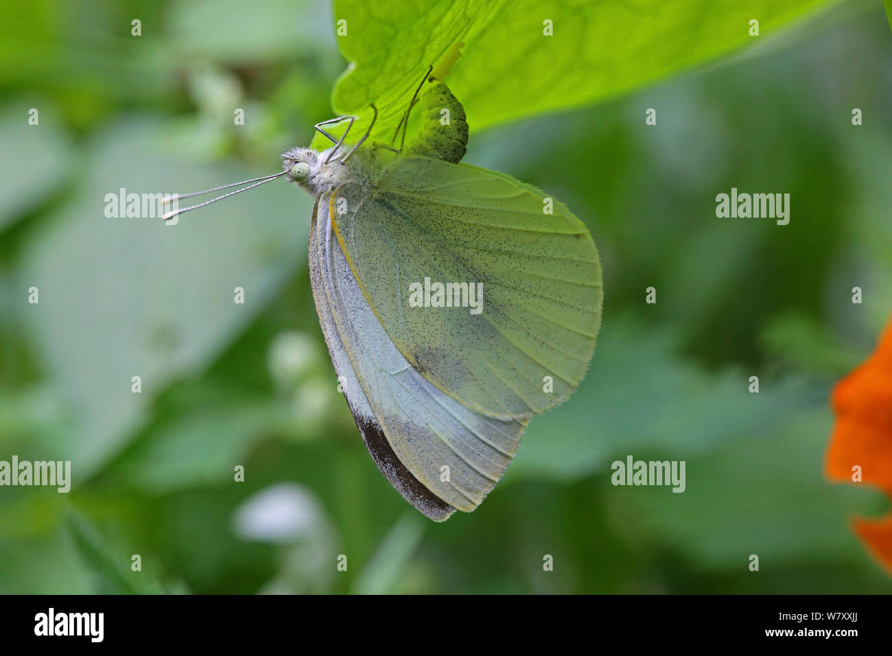 Große weiße Falter (Pieris brassicae) weibliche Eier unter Kapuzinerkresse Blatt. Surrey, England, August. Stockfoto