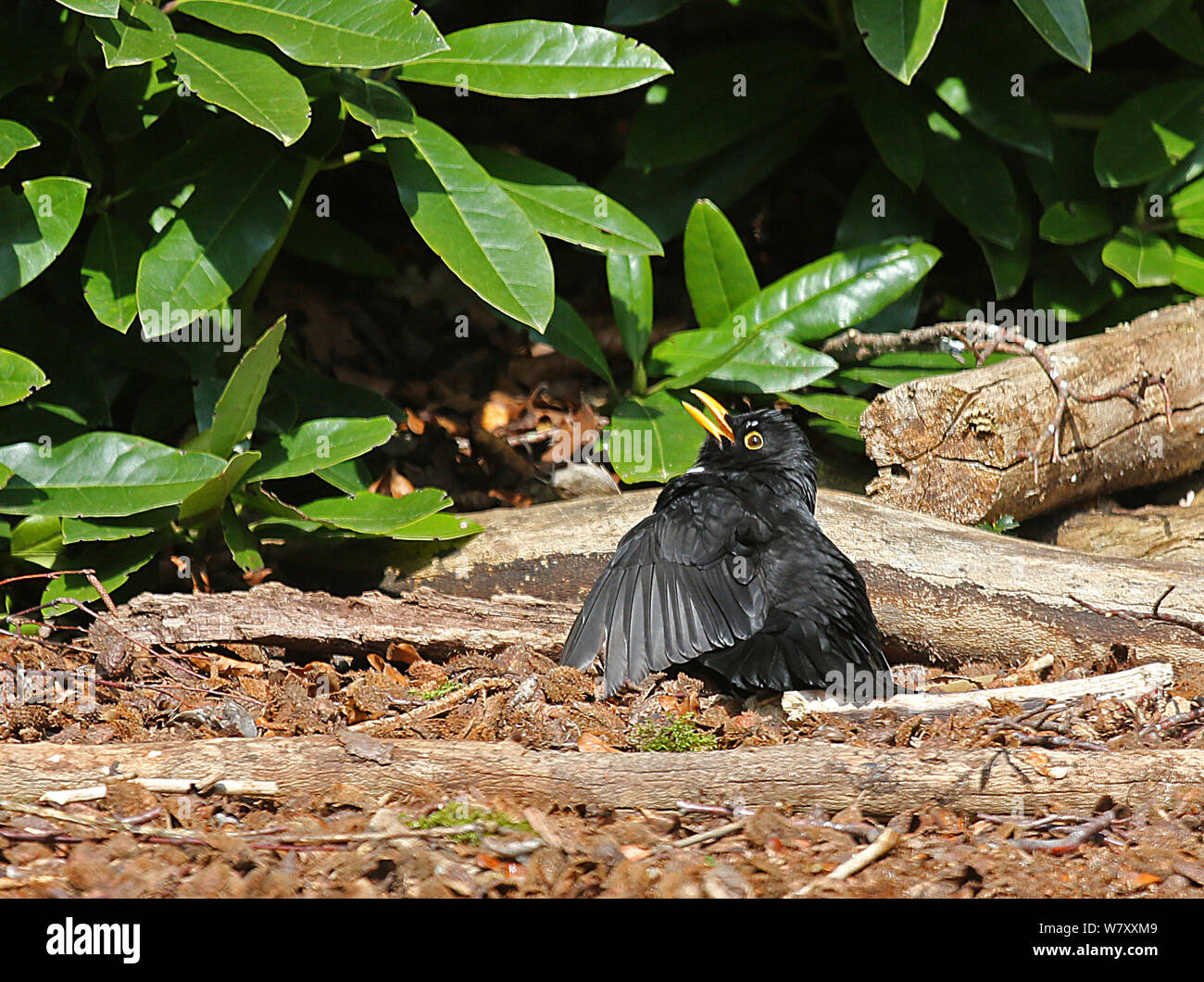 Amsel (Turdus merula) männliche Sonnenbaden. Surrey, England, April. Stockfoto