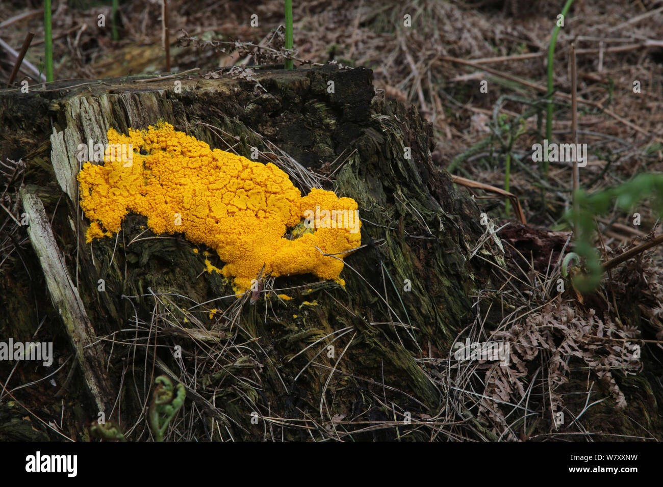 Gelbe Schleimpilze (Fuligo septica) auf einem Verrottenden kiefer Stump, Surrey, England, April. Stockfoto