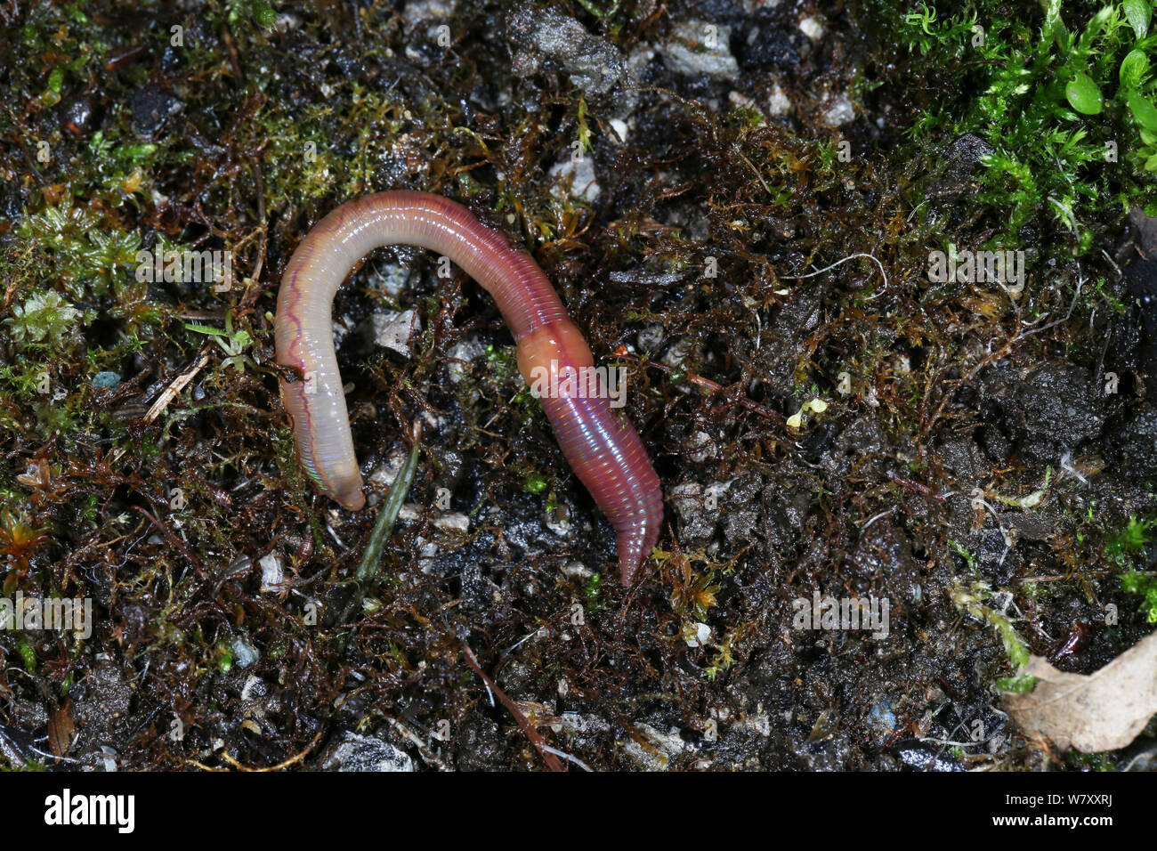 Gemeiner regenwurm Fotos und Bildmaterial in hoher Auflösung Alamy