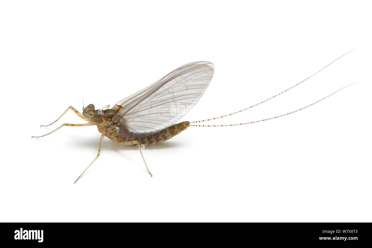 Mayfly (Chloeon dipterum) Surrey, England, Mai. Stockfoto