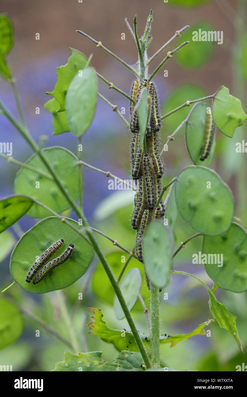 Große weiße Falter (Pieris brassicae) Raupen auf Ehrlichkeit (Lunaria aunnua) Surrey, England, Mai. Stockfoto