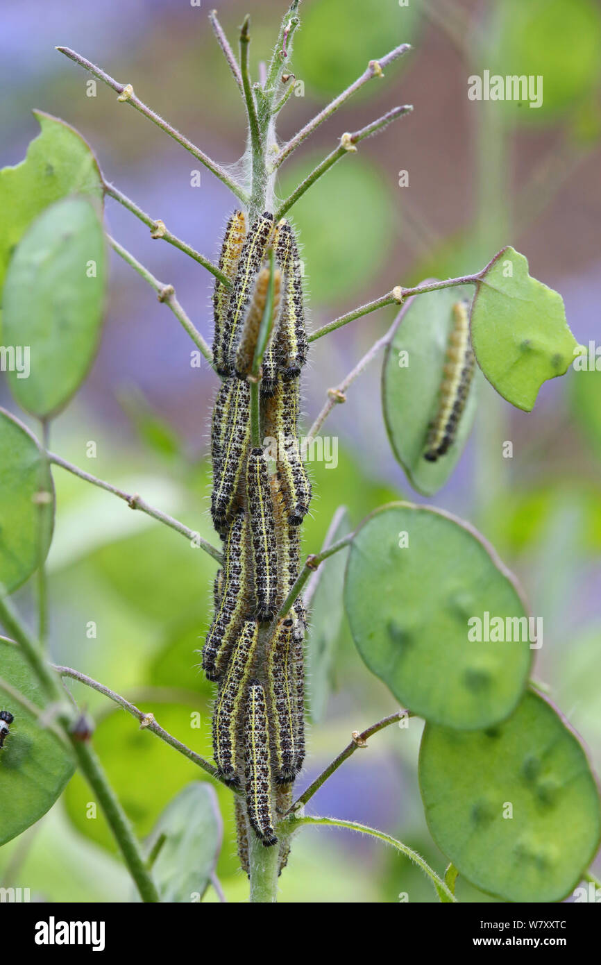 Große weiße Falter (Pieris brassicae) Raupen auf Ehrlichkeit (Lunaria aunnua) Surrey, England, Mai. Stockfoto
