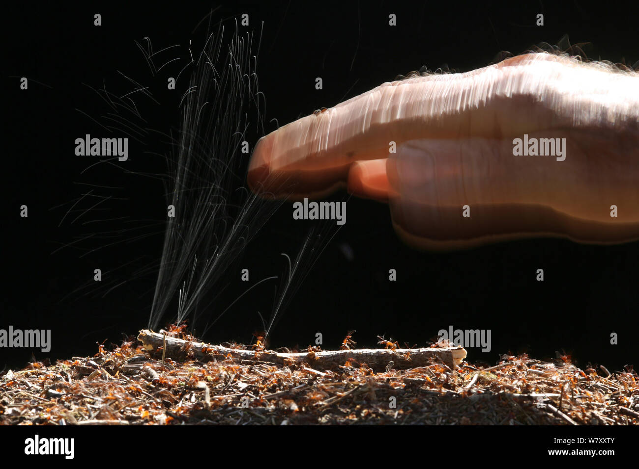 Waldameisen (Formica rufa) jetten Ameisensäure in einer menschlichen Hand, Surrey, England, Juni. Stockfoto