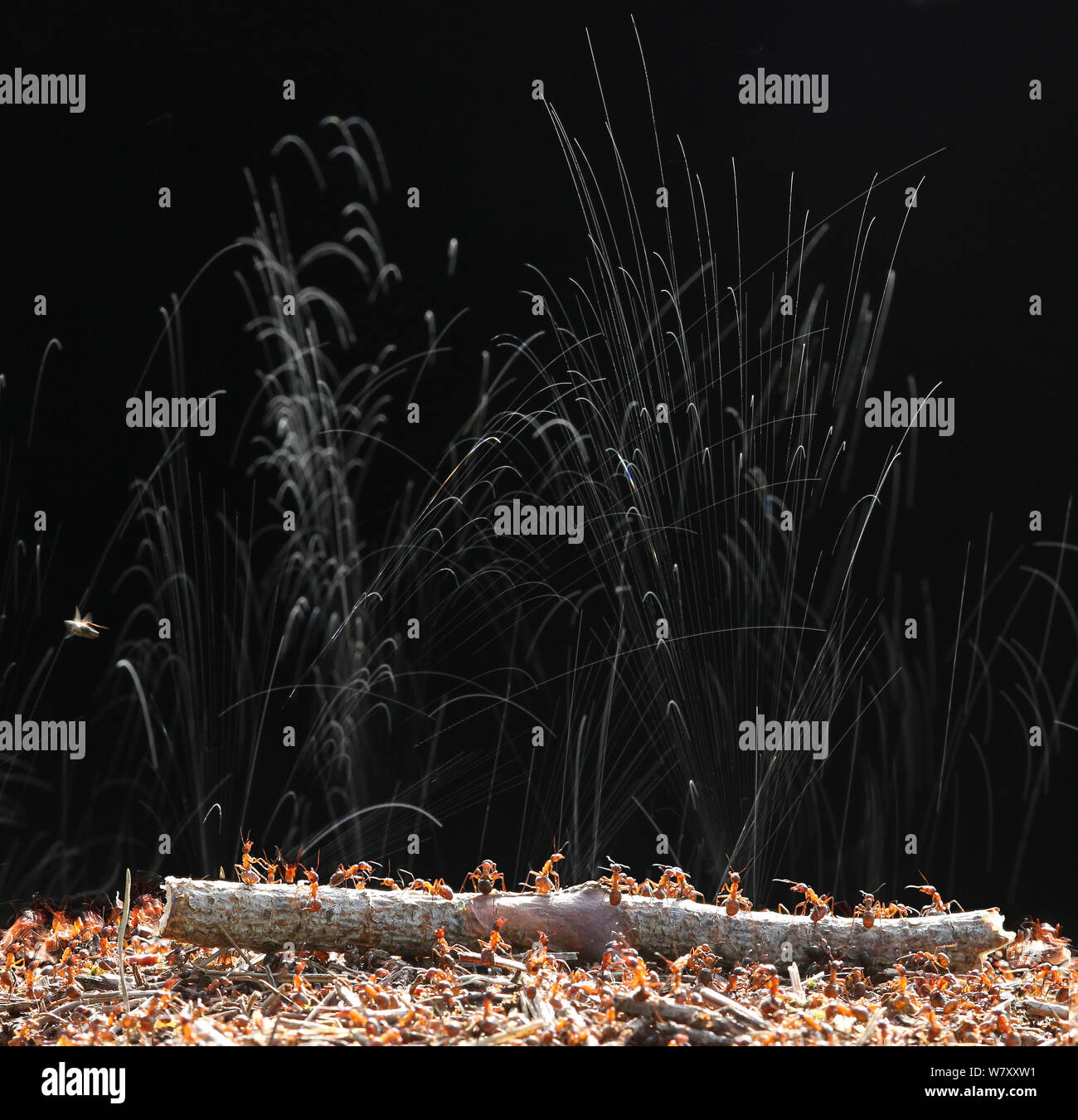 Waldameisen (Formica Rufa) jetten Ameisensäure um ihr Nest zu schützen. Surrey, England, Juni. Digital Composite. Stockfoto