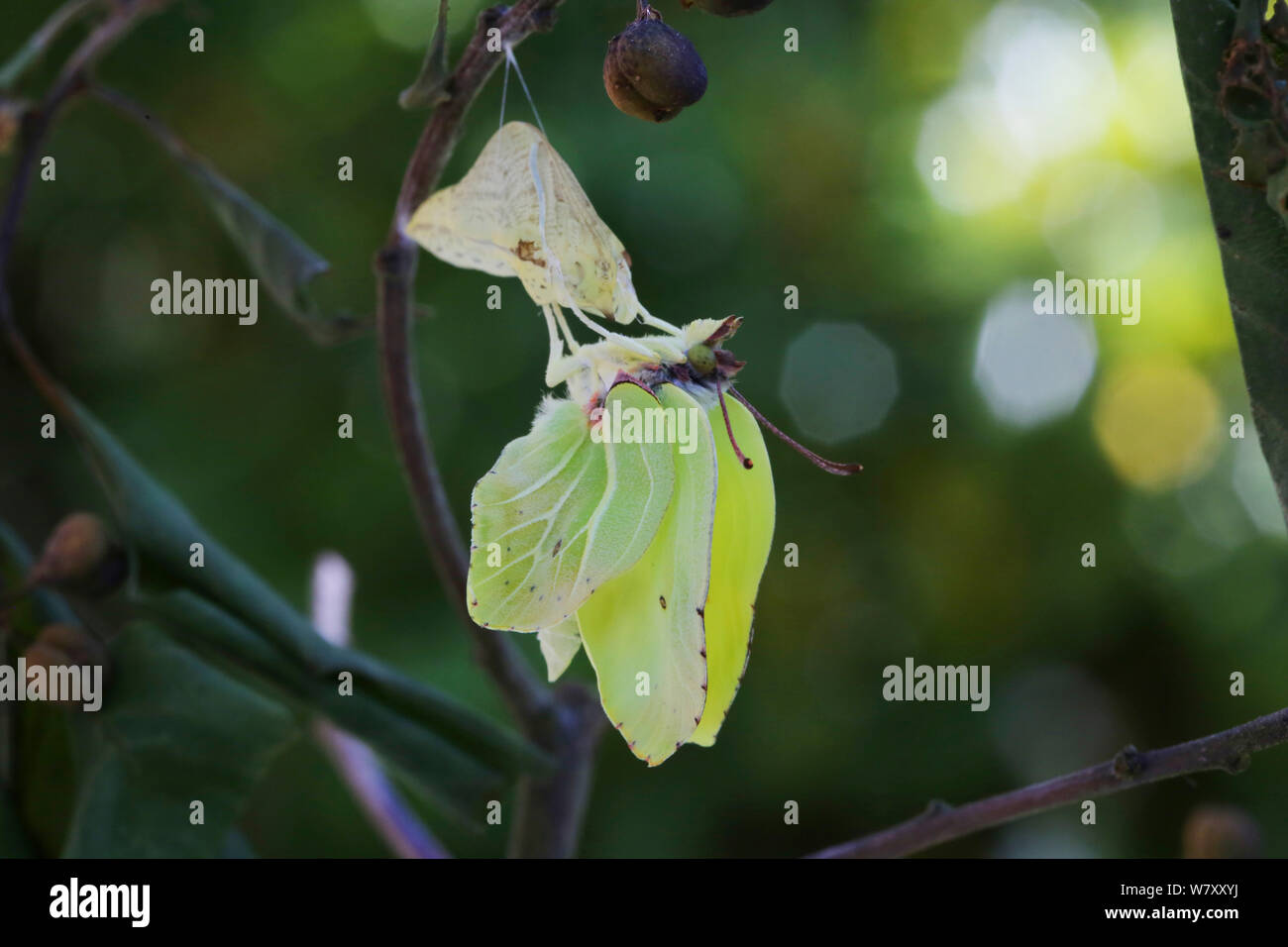 Zitronenfalter (Gonepteryx rhamni) Flügel erweitert, nachdem sich aus der Puppe. Surrey, England, Juli. Sequenz 7 von 8. Stockfoto