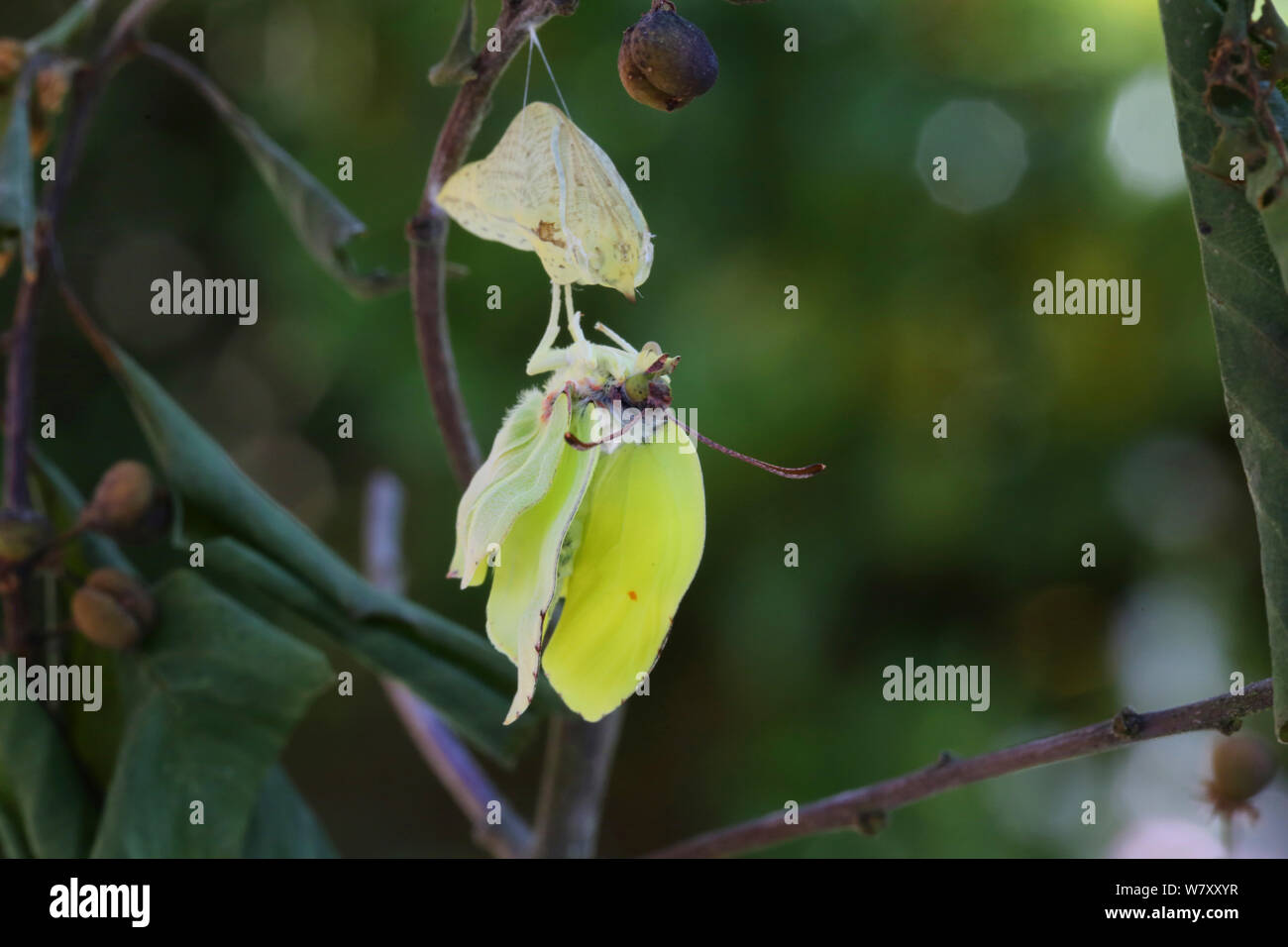 Zitronenfalter (Gonepteryx rhamni) Flügel erweitert, nachdem sich aus der Puppe. Surrey, England, Juli. Folge 6 der 8. Stockfoto