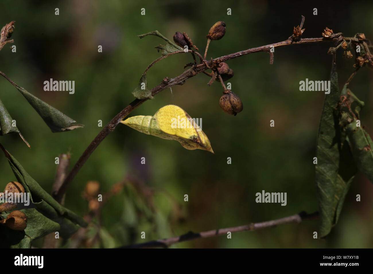 Zitronenfalter (Gonepteryx rhamni) Puppe zu schlüpfen, Surrey, England, Juli. Folge 1 der 8. Stockfoto
