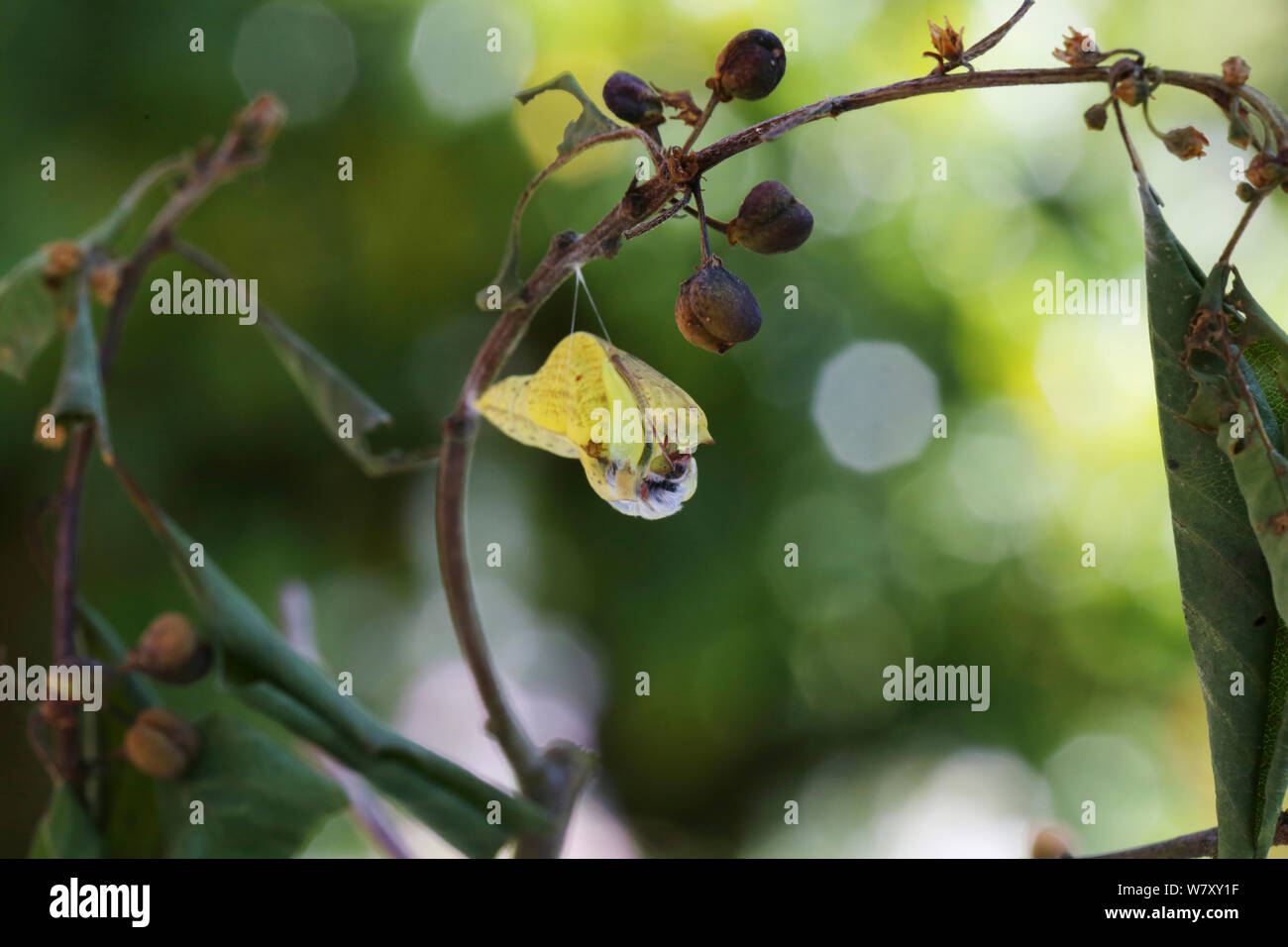 Zitronenfalter (Gonepteryx rhamni) aus Puppe, Surrey, England, Juli. Sequenz 2 von 8. Stockfoto