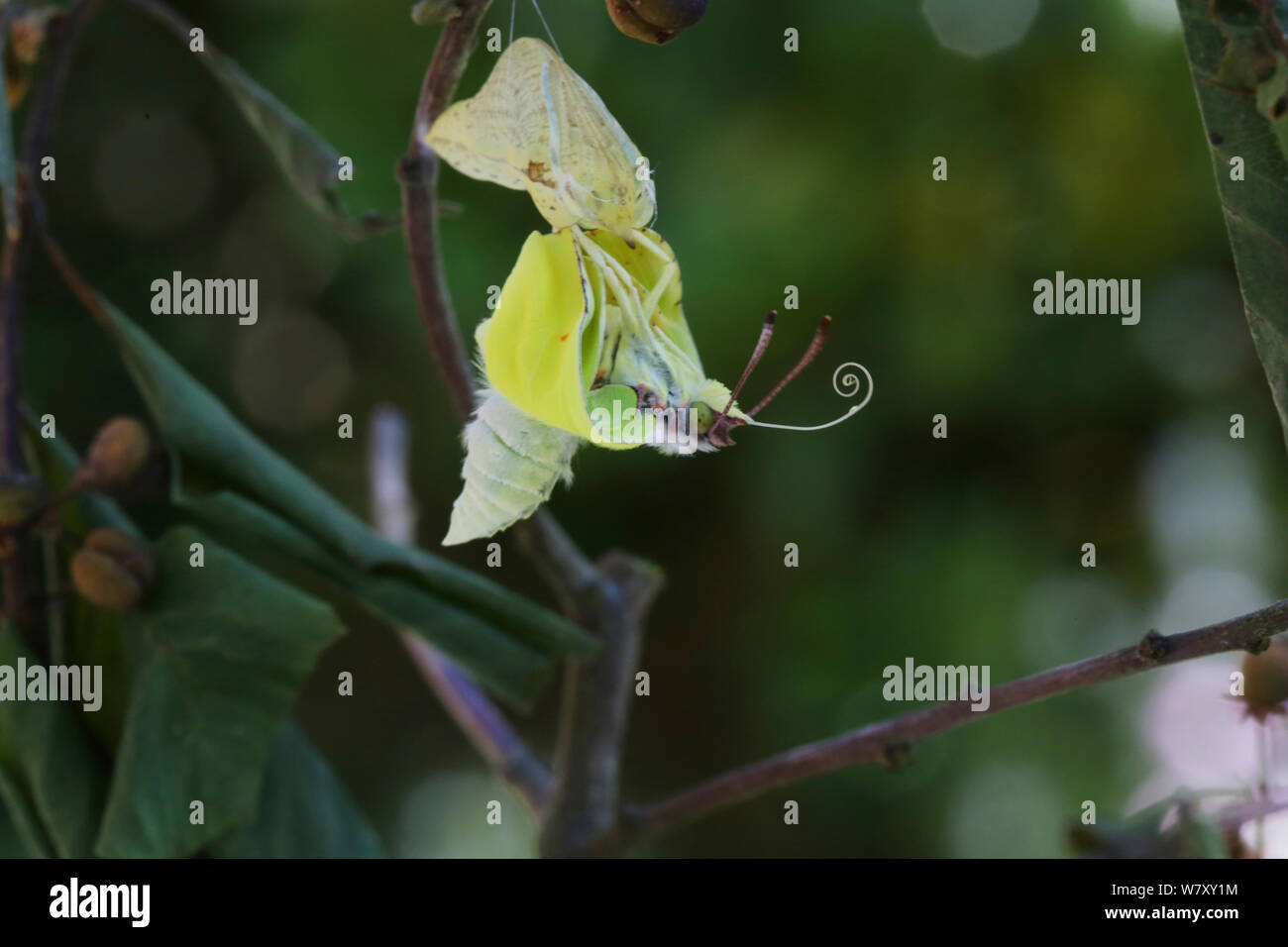 Zitronenfalter (Gonepteryx rhamni) aus Puppe, Surrey, England, Juli. Folge 5 der 8. Stockfoto