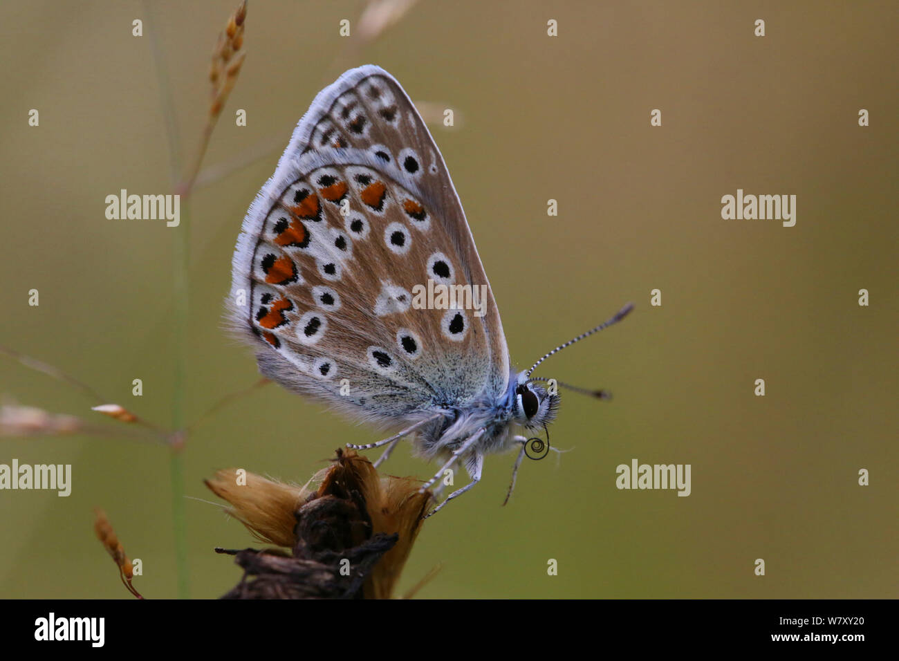 Gemeinsame blauer Schmetterling (Polyommatus icarus). abwicklung Zunge, Surrey, England, Juli. Stockfoto