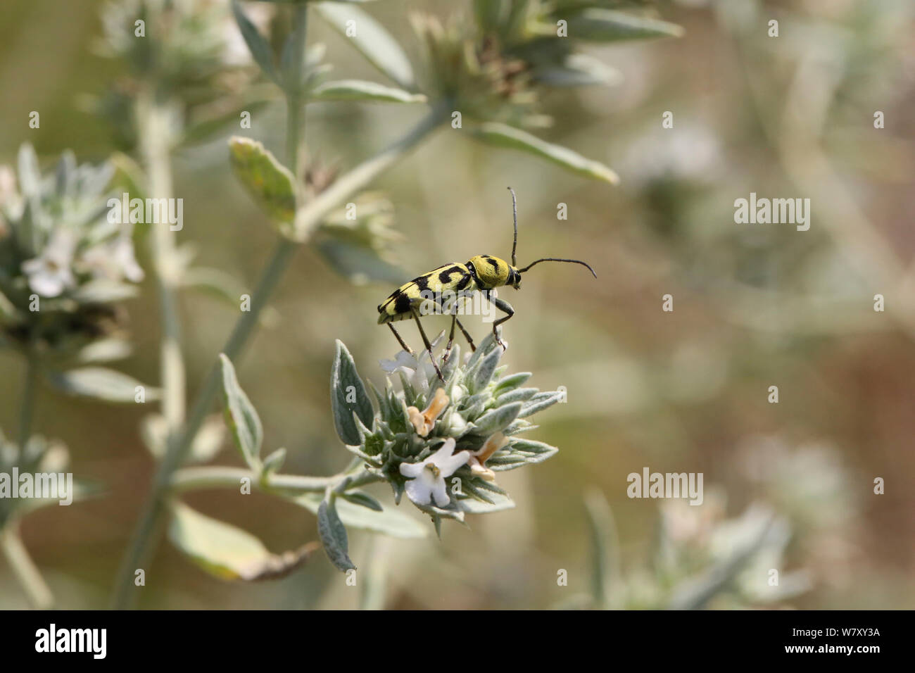 Longhorn beetle (Chlorophorus varius) auf Horehound (Marrubium peregrinum) Bulgarien, Juli. Stockfoto