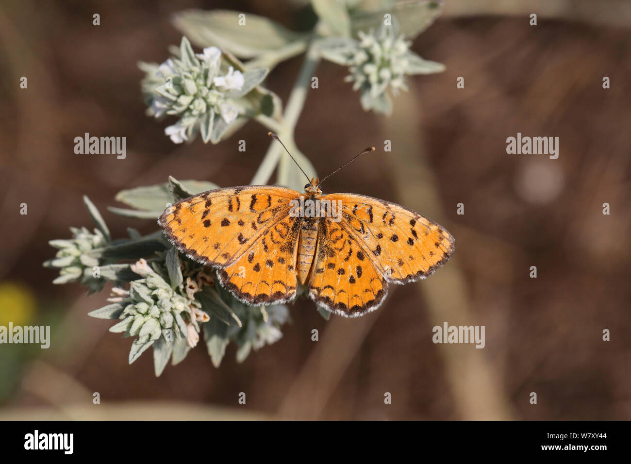 Gefleckte Fritillaryschmetterling (Melitaea didyma) auf Horehound (Marrubium peregrinum) Bulgarien, Juli. Stockfoto