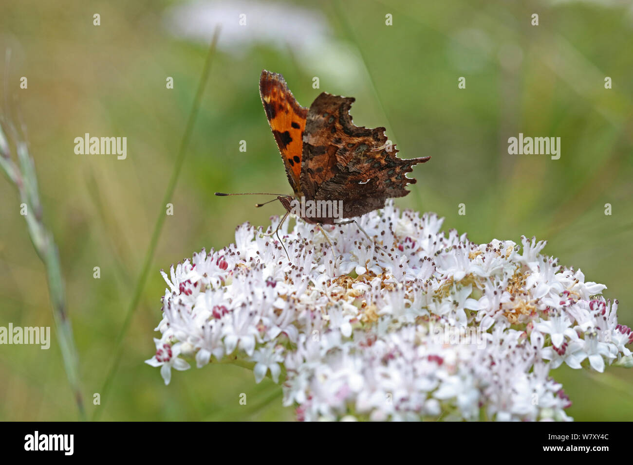 Komma Schmetterling (Polygonia c-Album) Fütterung auf Zwerg Holunder (Sambucus ebulus) Blumen, Bulgarien, Juli. Stockfoto