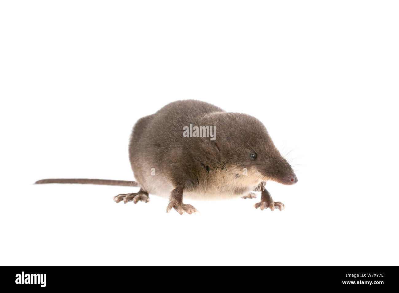 Wasserspitzmaus (Neomys fodiens) Erwachsenen, Die Niederlande, September. meetyourneighbors.net Projekt Stockfoto