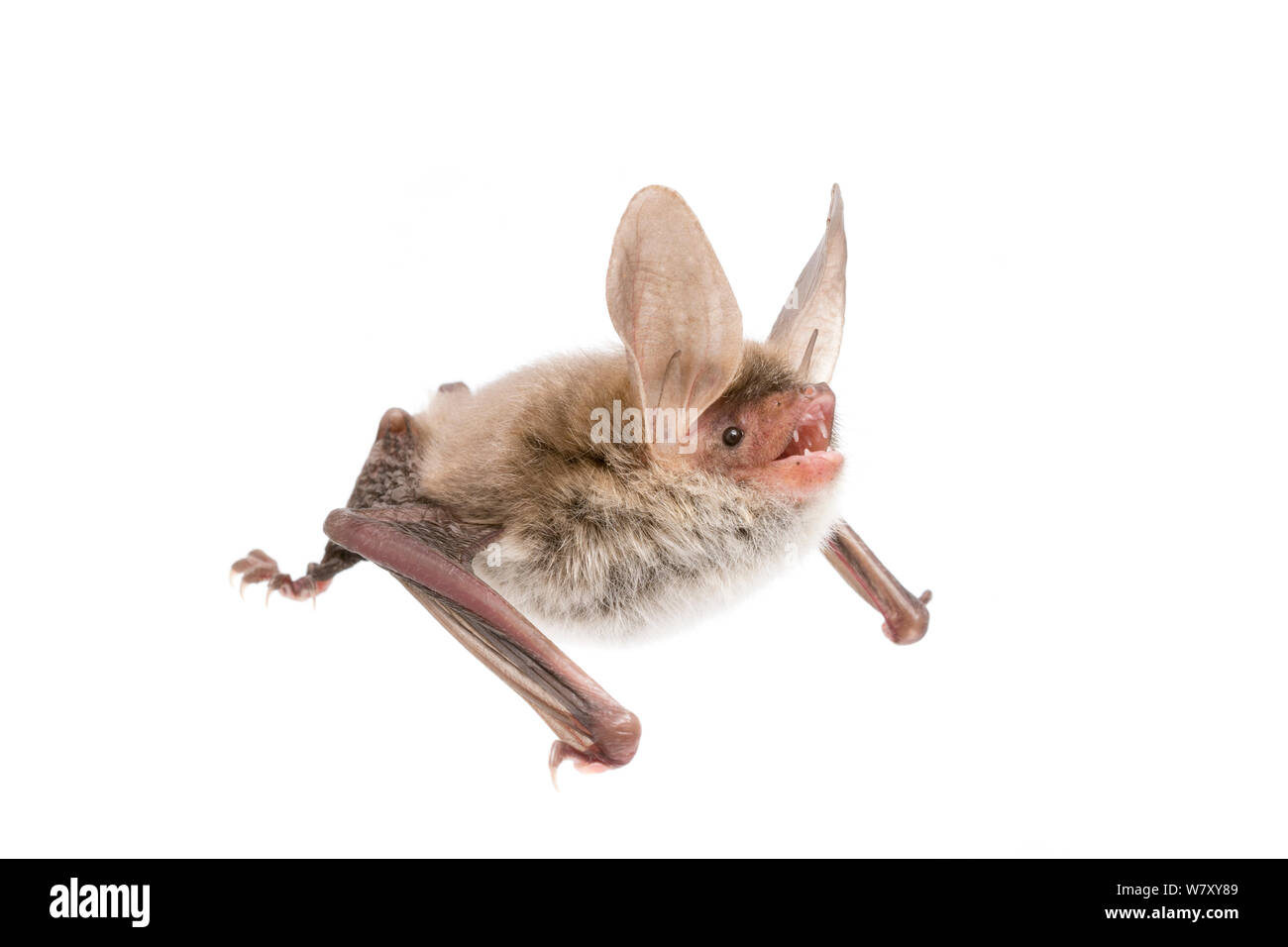 Bechstein&#39;s bat (Myotis bechsteinii) Erwachsenen, Belgien, September. meetyourneighbors.net Projekt Stockfoto